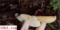ߺ칽 Russula xerampelina (Schaeff. ex Secr.) Fr.