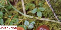 鹽 Lactarius camphoratum (Bull.) Fr.