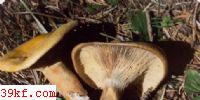 鹽 Lactarius deliciosus (L. : Fr.) Gray