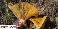 ֭鹽 Lactarius hatsudake Tanaka