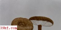 ں鹽 Lactarius lignyotus Fr.