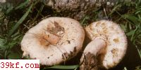 ޱ鹽 Lactarius pubescens (Fr. ex Kronbh.) Fr.