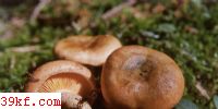 Ѫ鹽 Lactarius sanguifluus (Paul.) Fr.
