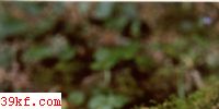 ѱ鹽 Lactarius scrobiculatus (Scop. : Fr.) Fr.