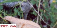 ëͷ鹽 Lactarius torminosus (Schaeff. : Fr.) Gray