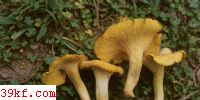 ; Cantharellus cibarius Fr.