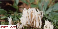  Clavulina rugosa (Bull. : Fr.) Schroet.