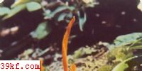  Clavulinopsis miniatus (Berk.) Corner