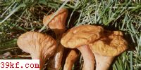 ƽذ Clavariadelphus truncatus (Qul.) Donk.