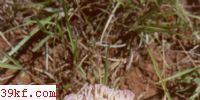 ɫ֦ Ramaria botrytis (Pers.) Ricken