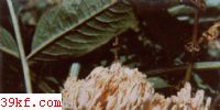 ۺ֦ Ramaria formosa (Pers. : Fr.) Qul.