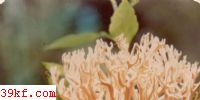 ϸ֦ Ramaria gracilis (Fr.) Qul.