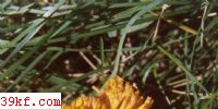 ɫ֦ Ramaria subaurantiaca Corner