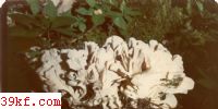 Ƭ Sparassia laminosa Fr.