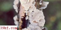 ޸ Plicatura crispa (Pers. : Fr.) Rea
