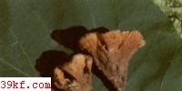 ״ Thelephora palmaata Scop. : Fr.