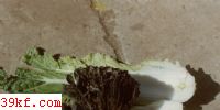 ɰ͸ Thelephora ganbajun Zang