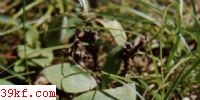 ׾ Auriscalpium vulgare S. F. Gray