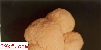 ͷ Hericium erinaceus (Bull : Fr.) Pers.