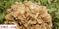  Grifola frondosa (Fr.) S. F. Gray