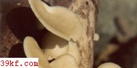 ƶ׾ Polyporus grammocephalus Berk.