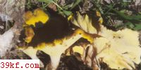 Ե׾ Polyporus confluens (Alb. et Schw.) Fr.