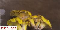 ëǶ׾ Polyporus ovinus Fr.