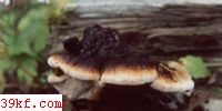 Ƥ Ischnoderma resinosum (Schaeff. : Fr.) Karst.