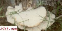 ӹľҾ Tyromyces sambuceus (Lloyd) Imaz.