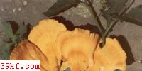 Ǿ Laetiporus sulphureus (Fr.) Murrill