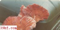 Ǿ Laetiporus sulphureus (Fr.) Murrill var. miniatus (Jungh.) Imaz.