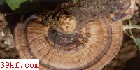 ɫԿ׾ Daedaleopsis tricolor (Bull. : Fr.) Bond. et Sing.
