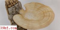 ˨ Trametes palisoti (Fr.) Imaz.