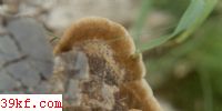 ë˨ Trametes trogii Berkeley