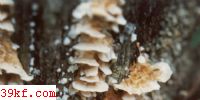 ٱ֥ Coriolus consors (Berk.) Imaz.