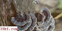 ֥ Coriolus versicolor (L. : Fr.) Qul.