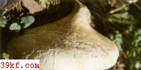 ܾ Piptoporus betulinus (Bull.: Fr.) Karst.