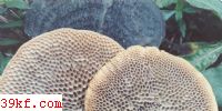 ëѾ Hexagona apiaria (Pers.) Fr.