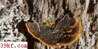 ճ޾ Gleophyllum saepiarium (Wulf: Fr.) Karst.