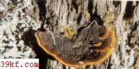 ճ޾ Gloeophyllum trabeum (Pers.: Fr.) Murr.