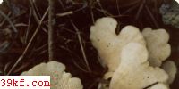 ׾ Favolus alveolaris (DC.: Fr.) Qul.