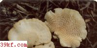 Ǵ׾ Favolus mollus Lloyd