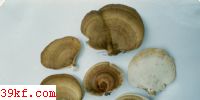 С׾ Microporus flabelliformis (Kl.: Fr.) O.Kuntze