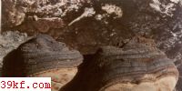 ׾ Fomitopsis rosea (A. et S.: Fr.) Karst.