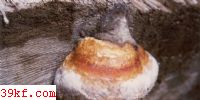 Ե׾ Fomitopsis pinicola (Swartz.: Fr.) Karst.