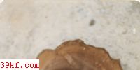 ״ľ׾ Phellinus conchatus (Pers. : Fr.) Qul.