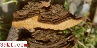 ľ׾ Phellinus pini (Fr.) Qul.