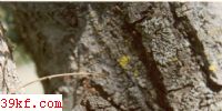 ƻľ׾ Phellinus pomaceus (Pers. ex Gray) Qul.