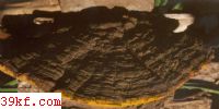 ϡӲľ׾ Phellinus robustas (Karst.) Bond. et Sing.