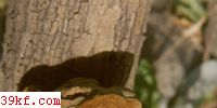 ëľ׾ Phellinus setulosus (Lloyd) Imaz.
